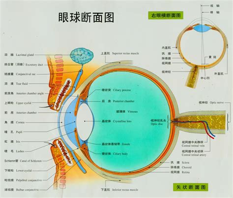 眼睛位置|结构和功能